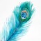 Long Peacock Feather Poster Print by Atelier B Art Studio - Item # VARPDXBEGANI357